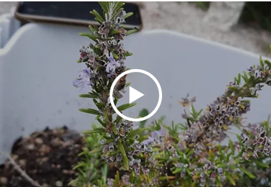 Rainfall event simulation on Green Roofs
